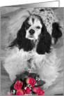 All Occasion card featuring a parti Cocker Spaniel with roses card