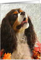 Cavalier King...