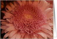 Pink Chrysanthemum