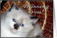 Missing You Kitten...