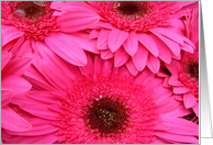 Hot Pink Gerberas