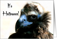 Halloween Vulture