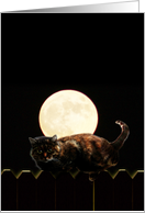 Full Moon Cat