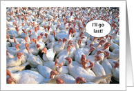 Turkeys Thanksgiving...