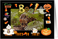 Halloween Bengal Cat