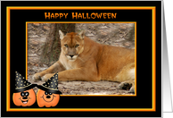 Halloween Cougar