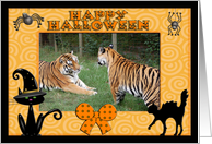 Halloween Tigers