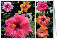 Beautiful Hibiscus