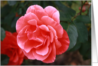 Red Camelia