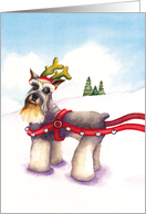 Schnauzer Reindeer :...