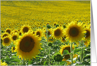 field of sunflower