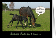 Funny Horse and Foal...