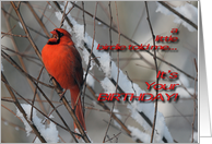 Red Cardinal In Snow...