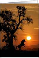 Horse in the Sunset...
