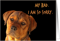 Cute Puppy Apology, My Bad, Can You Forgive Me card