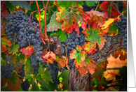 Wine Grapes Fall...