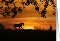 Horse and Sunset...