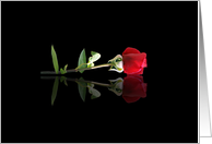 Red Rose Love...