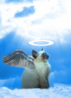 angel kitty get well