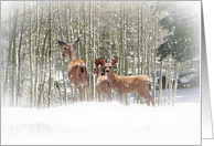 Christmas Deer...
