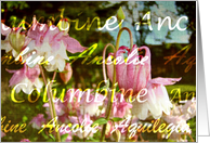Columbine-Flowers...