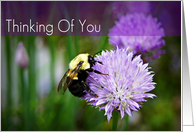 Thinking Of You-Bee...