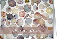 Beach Bum, shells