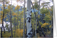 Autumn Aspens by...