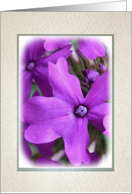 Purple Flowers to...