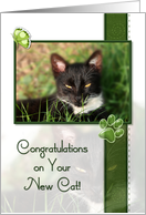 Cat Congratulations...