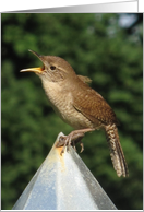 Singing Wren