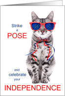 4th of July Cat...