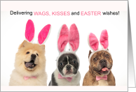 Easter Dogs in Bunny...