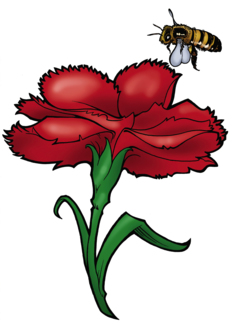 Scarlet Carnation -...