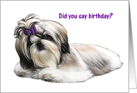 Dog - Shih Tzu -...