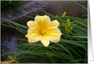 yellow flowers