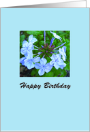 Blue Bloom Birthday