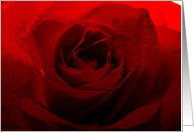 Romantic Red Rose...