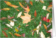 Leaves on the lawn