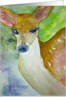 Fawn - New Baby...