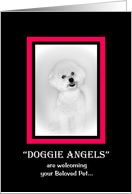 Sympathy - DOGGIE...