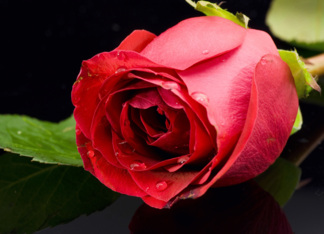 Beautiful Red Rose...