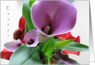 Easter--calla lily