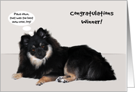 Congratulations, dog show, general, Sable Pomeranian with talk bubble card