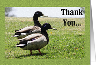 Thank You - Mallard...