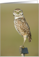 Owl - Here's Looking...