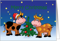 Christmas Cows with...