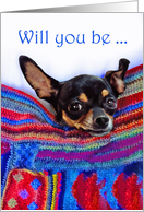 .Chihuahua dog, will...
