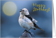 Happy birthday,bird...