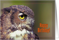 Happy Birthday, Owl...